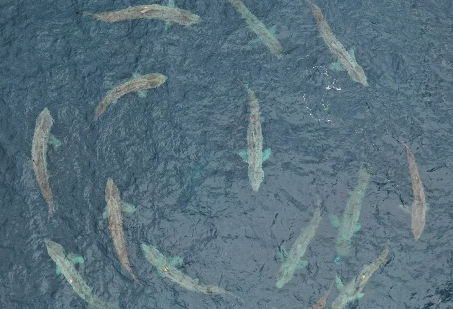 Torus of basking sharks Sims Research Group. Photo credit Irish Basking Shark Group