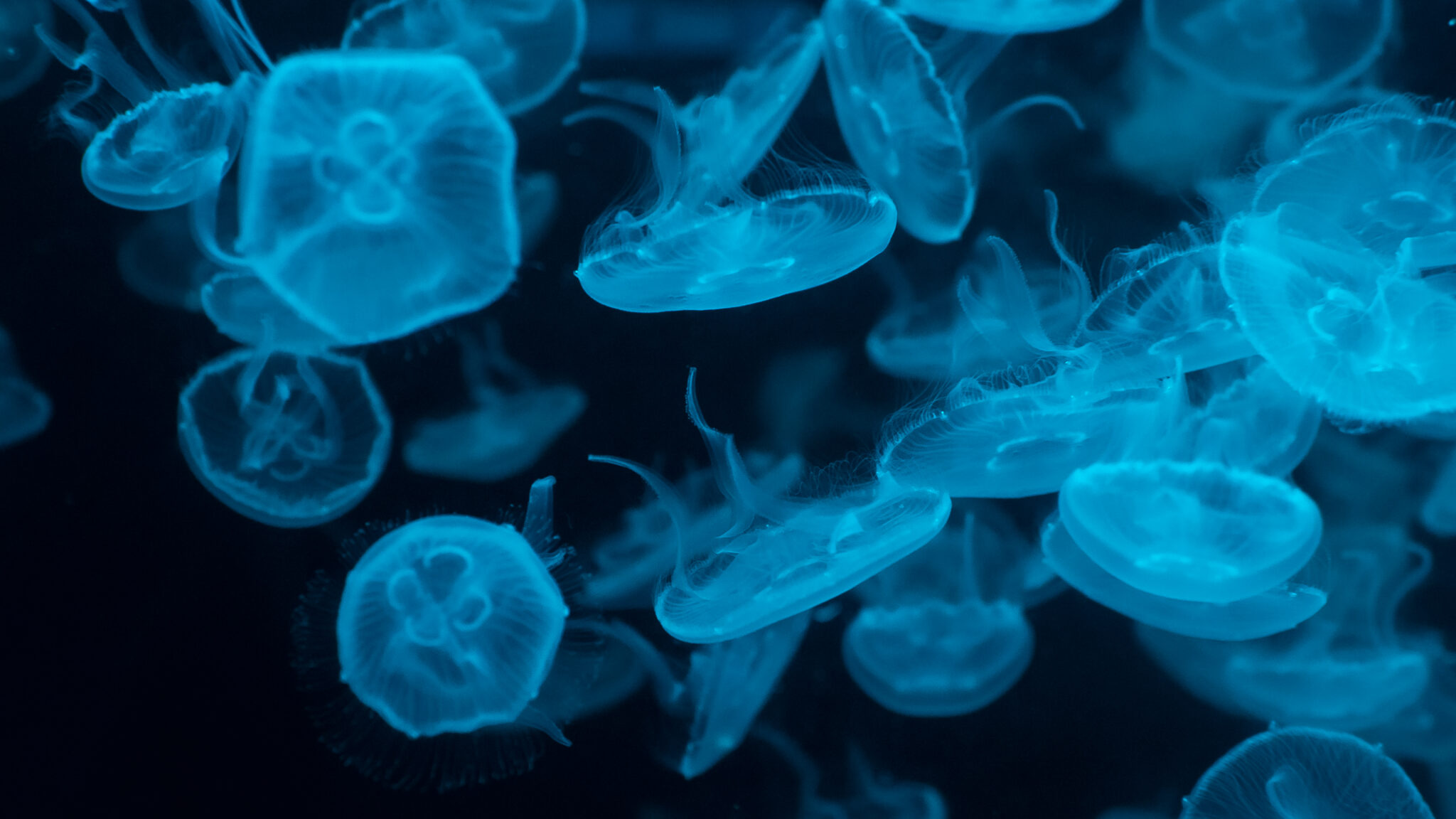 Shedding new light on larval evolution of marine invertebrates | Marine ...