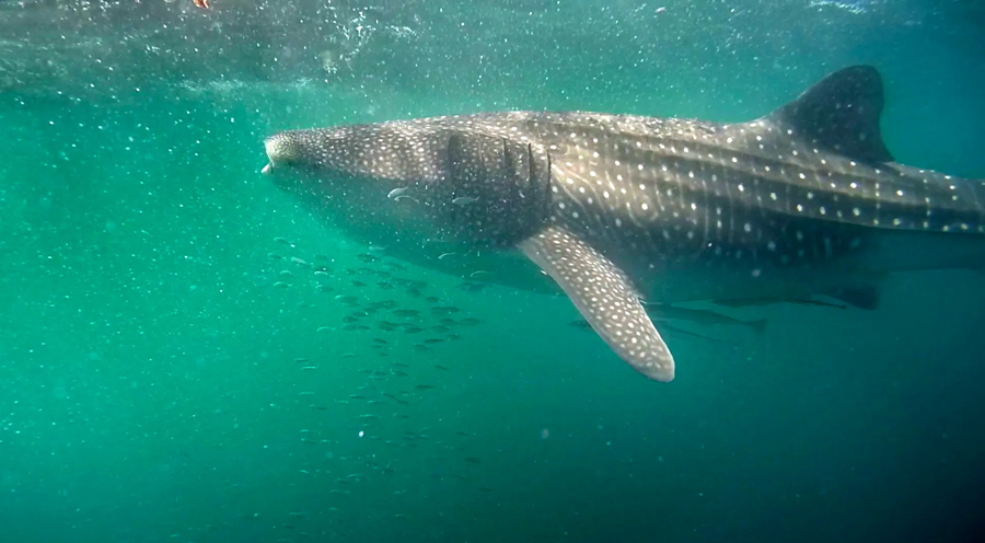 Whale shark photo by Dr Lilian Lieber.