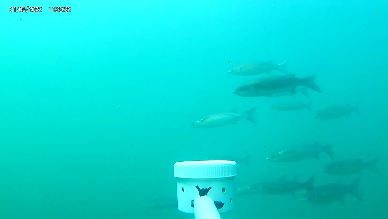 Seaweed and mussel farm research with lead author Sophie Corrigan. Underwater photo of fish taken by a BRUV unit.