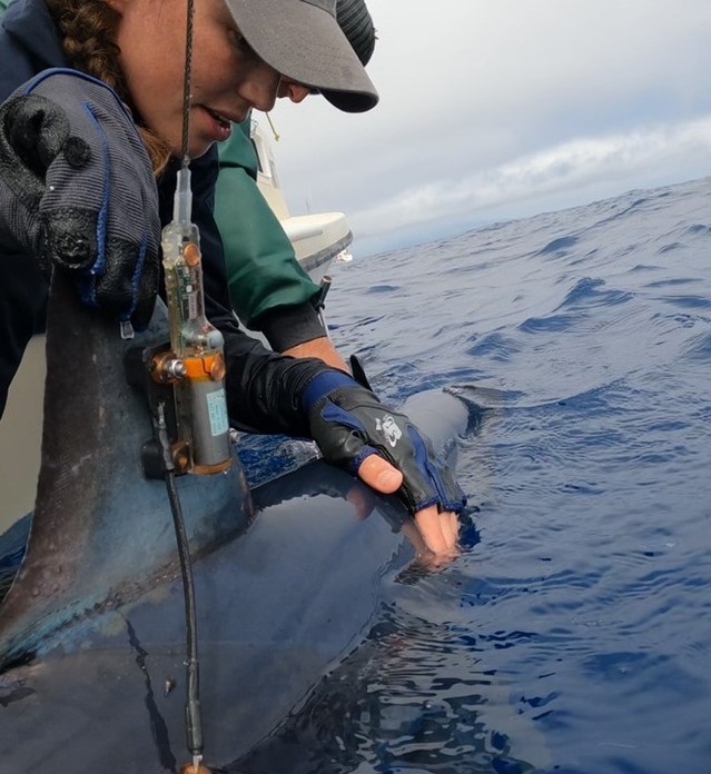Postdoctoral Research Scientist Dr Freya Womersley shark tagging