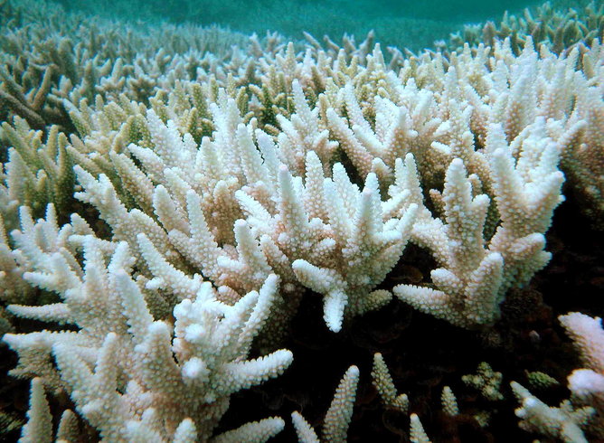 Coral bleach photo by AFP Great Barrier Reef Marine Park Authority