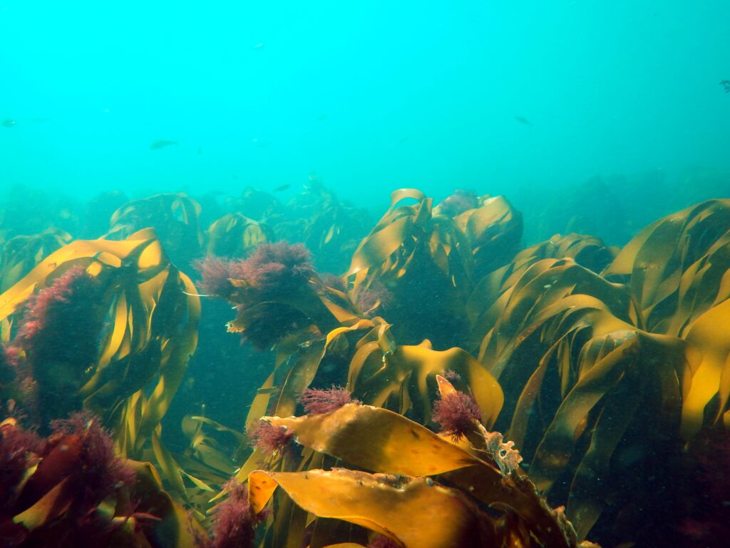 Photo of kelp forest by Dr Dan Smale