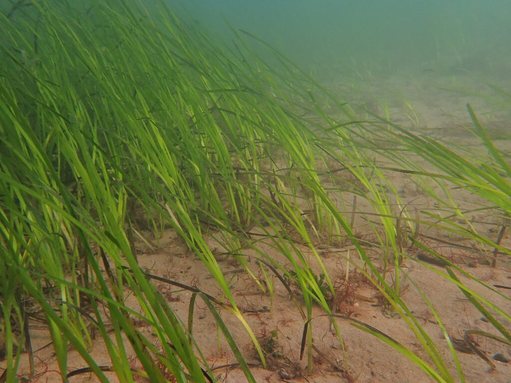 Photo of seagrass by Dr Dan Smale