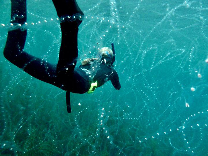 A snorkeler swims through a mass of salps off south Cornwall