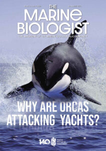 The Marine Biologist 31 edition front cover orca