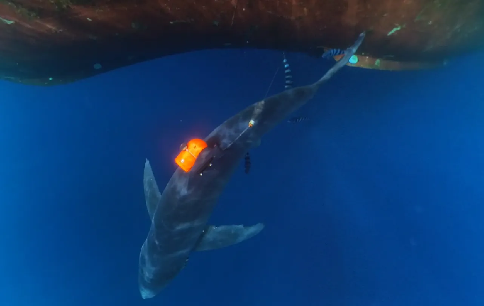 shark with an orange tracking tag. Photo by Professor David Sims