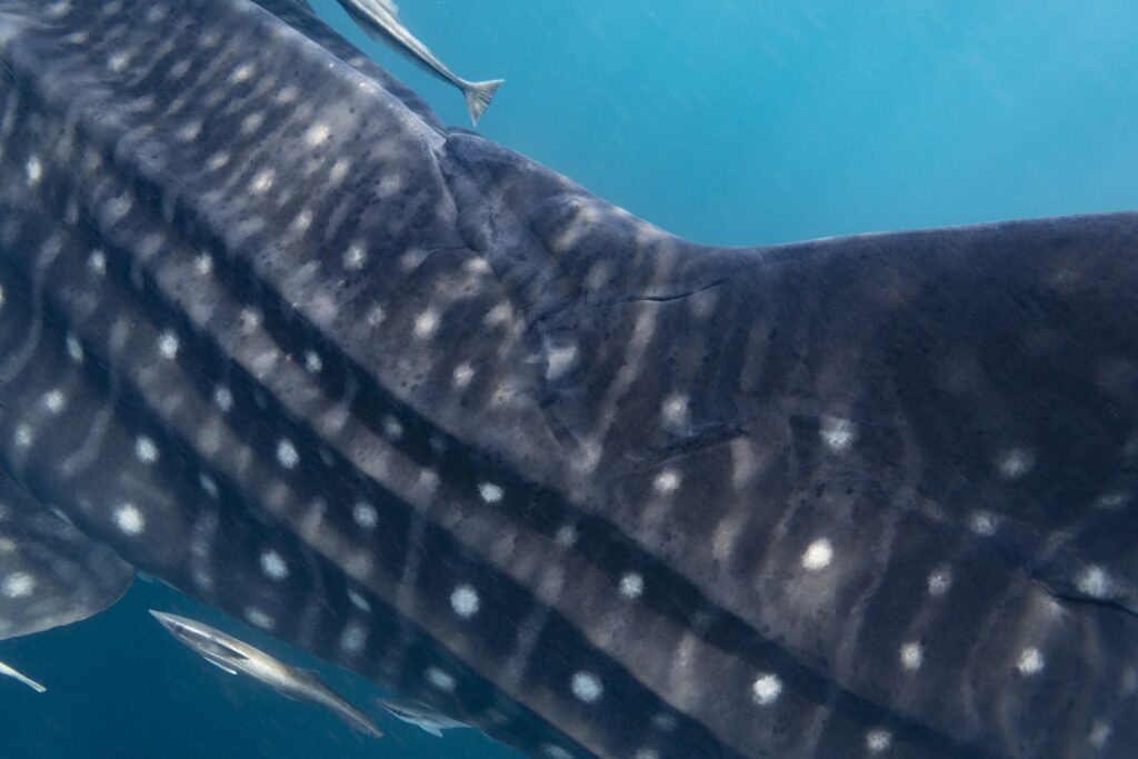 Whale shark Photo by Gonzalo Araujo