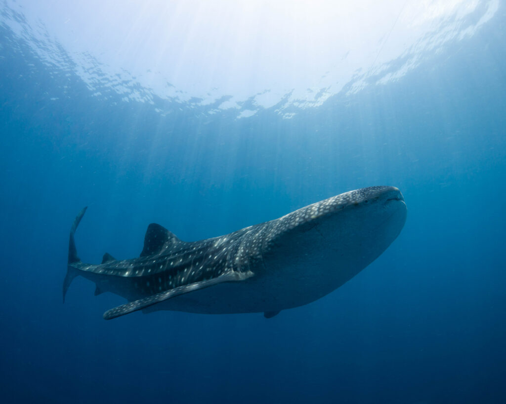 Whale shark Photo by Gonzalo Araujo