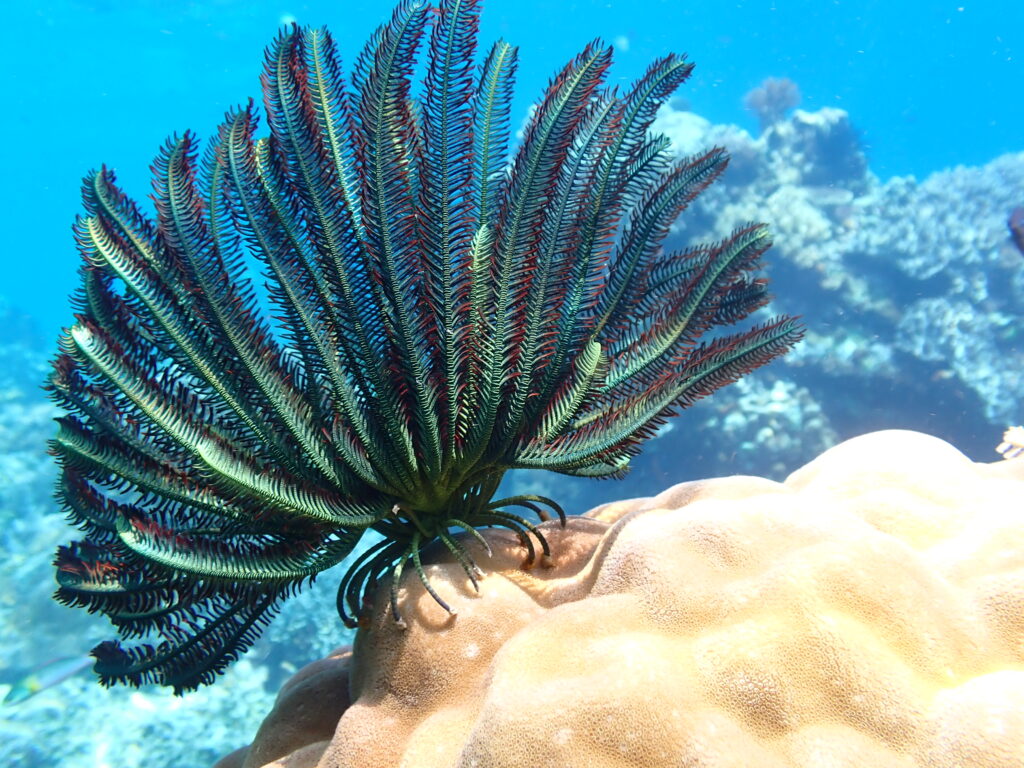 Green crinoid (feather star)