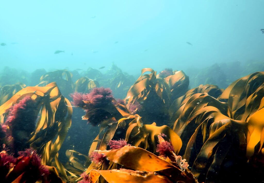 Underwater shot of a bed of kelp