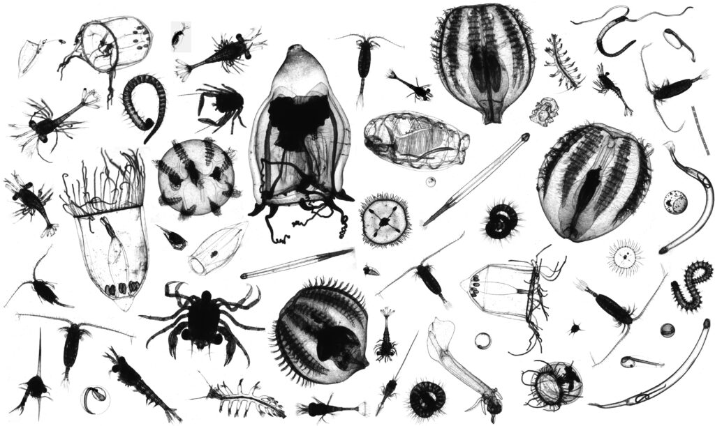 Black and white silhouettes of different plankton species