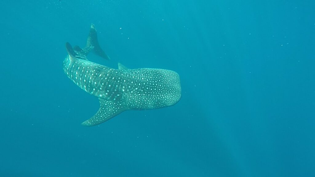 Dorsal view of a whale shark