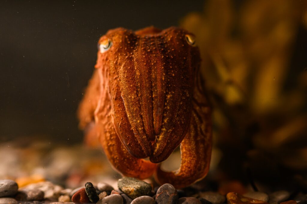 Close up of a cuttlefish in the MBA Research Aquarium