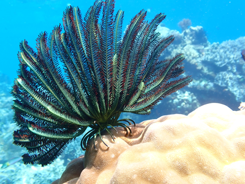 green-crinoid