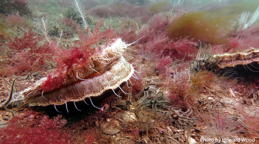 NTZ seafloor Lge Scallops (Howard Wood)