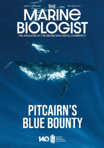 The Marine Biologist Magazine Cover image: 23.09.18 PITCAIRN-76 (1) Humpback whale and newborn calf, Pitcairn Island. © Luke Hosty, Protect Blue.