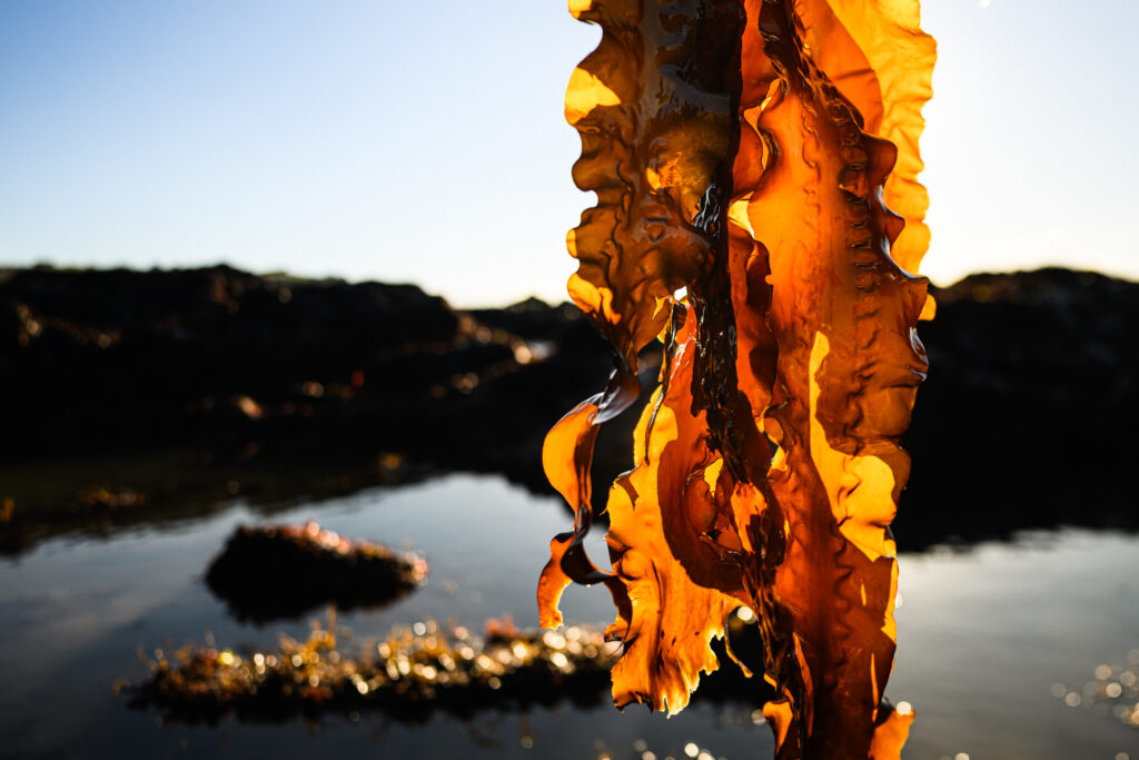 Close up of kelp collected from the beach Green Gravel project