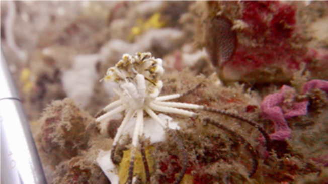 Close up of a regenerating crinoid. Photo by Dr Angela Stevenson