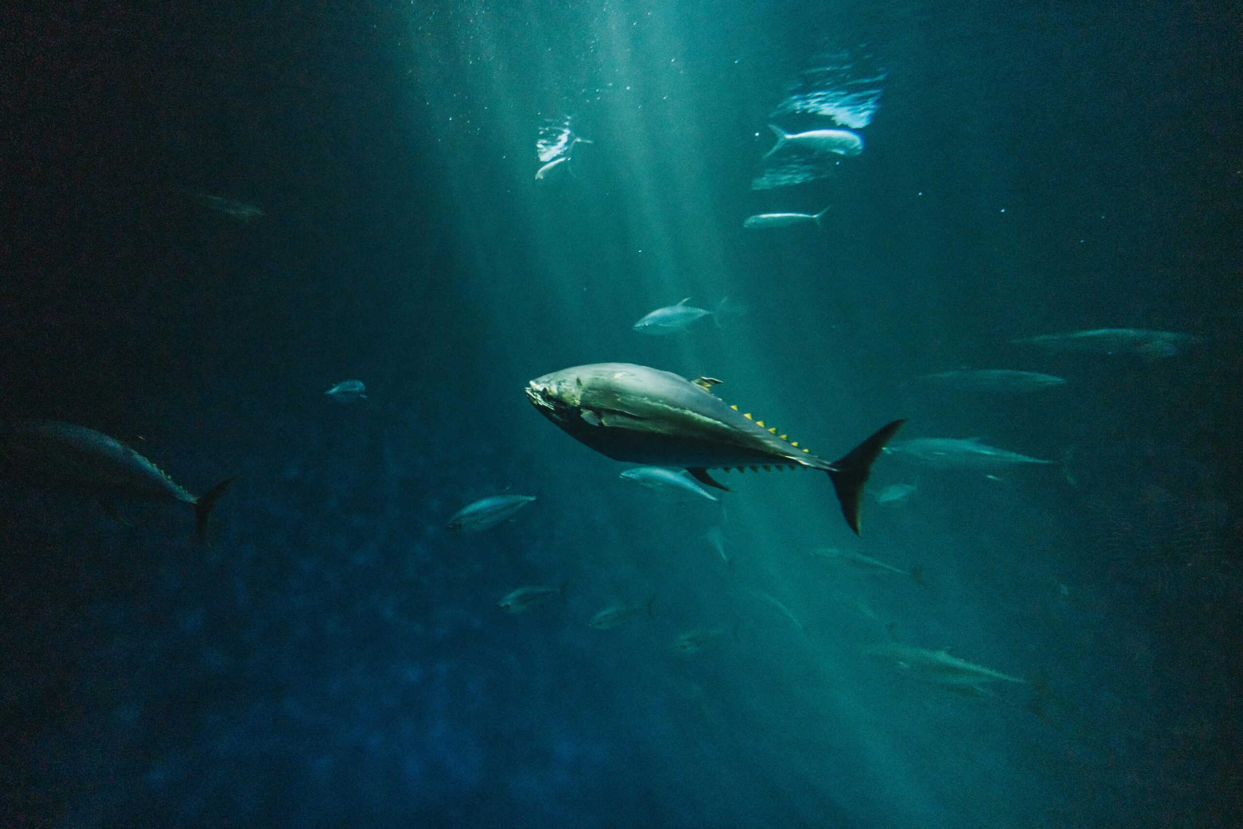 Image of bluefin tuna swimming in the sea by isaac mijango Pexels