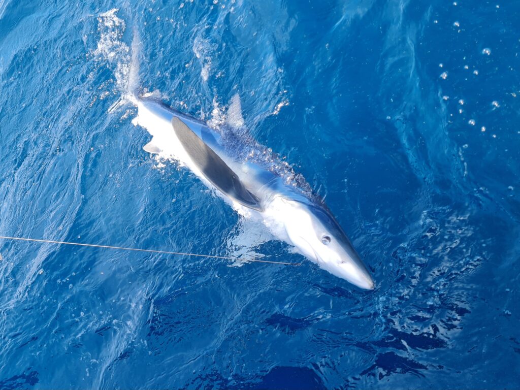 Bryce Stewart photo NOAA blue shark tagging project shark on line