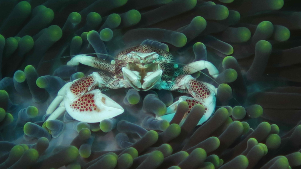 MBA Member Photo Competition Winner Living dangerously by Dr Keiron Fraser Spotted porcelain crab (Neopetrolisthes maculatus) at home in a sea anemone