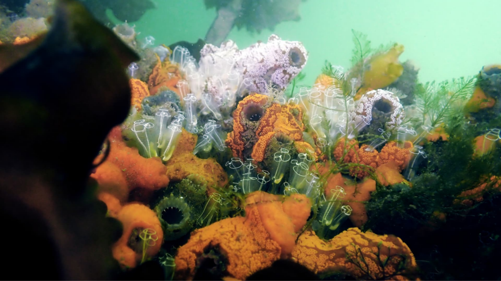 MBA Member Photo Competition Winner Sea Squirt Community by Elizabeth Beston