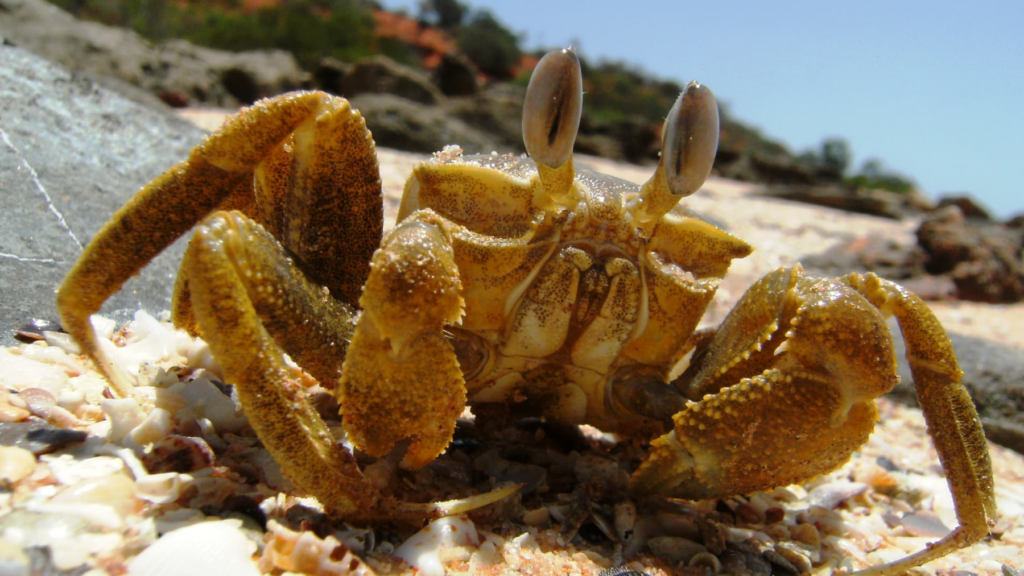 MBA Member Photo Competition Runner up Ghost Crab copyright Kevin O’Connell