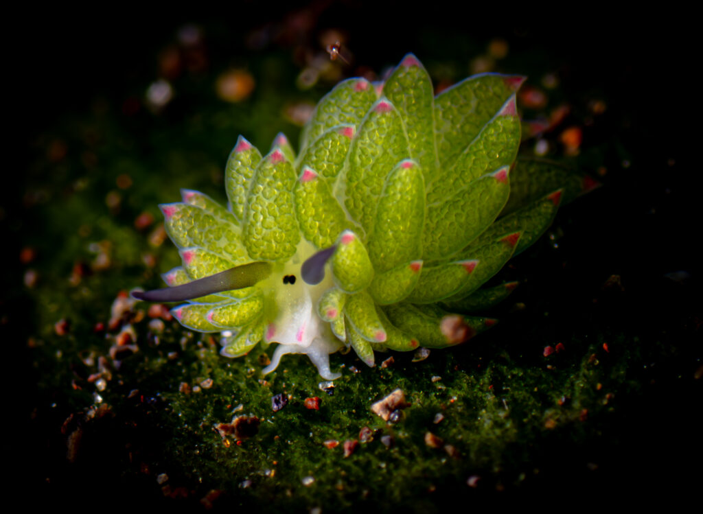 MBA Member Photo Competition Winner Leaf Sheep in Bali by Panitbhand Paribatra Na Ayudhya