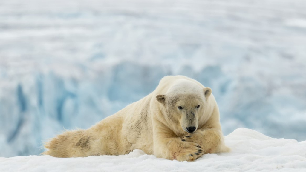 MBA Member Photo Competition Winner Quizzical Polar Bear on Sea-ice off Svalbard by Prof. Peter Burkill